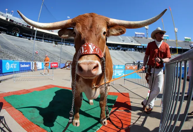 DALLAS, TX - OCTOBER 14: Bevo, the Texas Longhorns' mascot stands behind the end zone before the game between the Oklahoma Sooners and the Texas Longhorns at Cotton Bowl on October 14, 2017 in Dallas, Texas. (Photo by Richard W. Rodriguez/Getty Images)