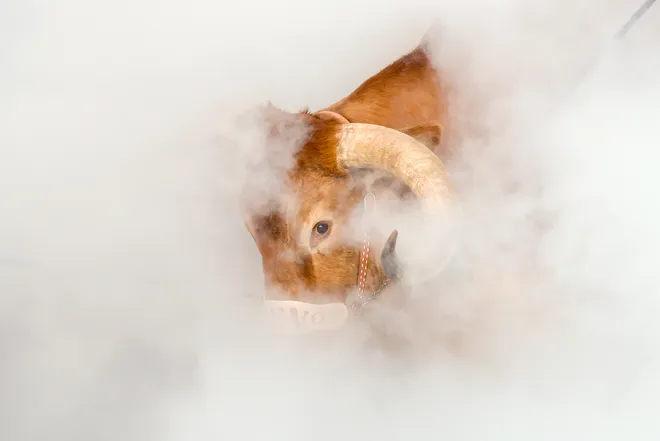 AUSTIN, TEXAS - NOVEMBER 23: Texas Longhorns mascot Bevo XV arrives prior to the game against the Kentucky Wildcats at Darrell K Royal-Texas Memorial Stadium on November 23, 2024 in Austin, Texas. (Photo by Tim Warner/Getty Images)