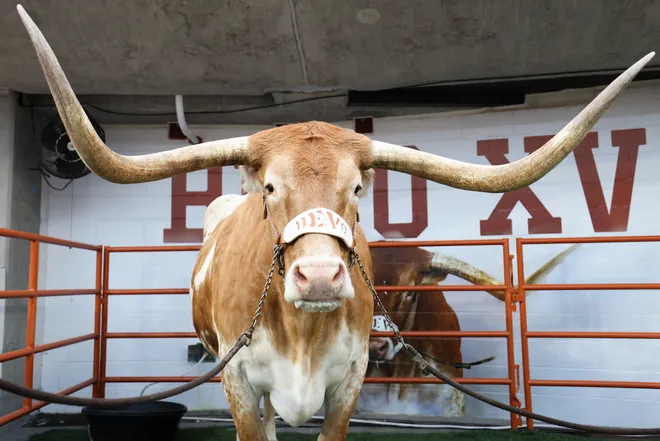 AUSTIN, TEXAS - NOVEMBER 01: Bevo of the Texas Longhorns is seen prior to the game against the Vanderbilt Commodores at Darrell K Royal-Texas Memorial Stadium on November 01, 2025 in Austin, Texas. (Photo by Kenneth Richmond/Getty Images)