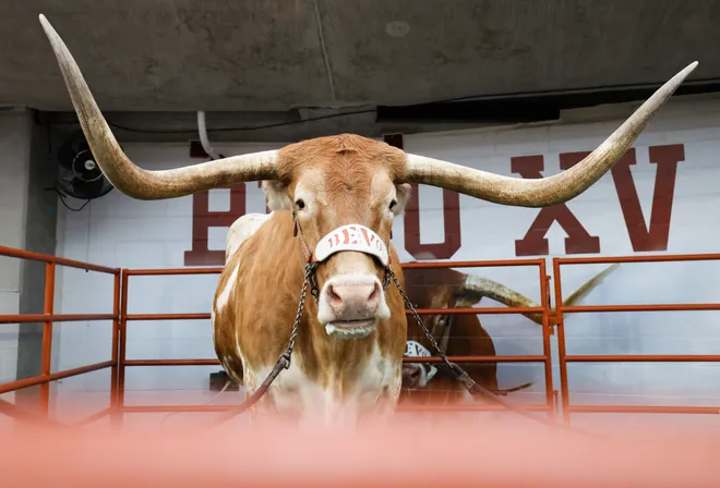 AUSTIN, TEXAS - NOVEMBER 01: Bevo of the Texas Longhorns is seen prior to the game against the Vanderbilt Commodores at Darrell K Royal-Texas Memorial Stadium on November 01, 2025 in Austin, Texas. (Photo by Kenneth Richmond/Getty Images)