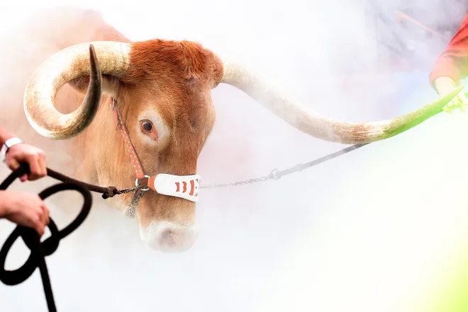 AUSTIN, TEXAS - NOVEMBER 01: Bevo of the Texas Longhorns walks out of the tunnel prior to the game against the Vanderbilt Commodores at Darrell K Royal-Texas Memorial Stadium on November 01, 2025 in Austin, Texas. (Photo by Kenneth Richmond/Getty Images)
