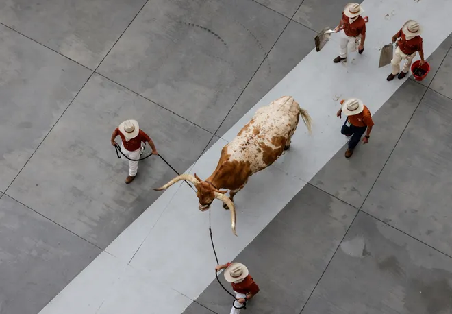 AUSTIN, TEXAS - SEPTEMBER 03: Bevo XV arrives at the stadium before the game against the Louisiana Monroe Warhawks at Darrell K Royal-Texas Memorial Stadium on September 03, 2022 in Austin, Texas. (Photo by Tim Warner/Getty Images)