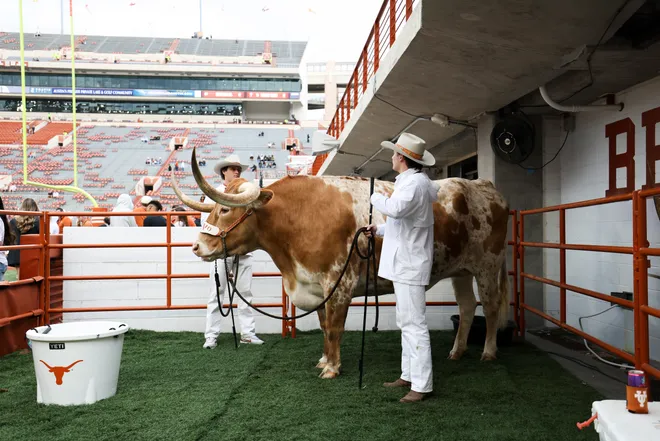 AUSTIN, TEXAS - NOVEMBER 01: Bevo of the Texas Longhorns is seen prior to the game against the Vanderbilt Commodores at Darrell K Royal-Texas Memorial Stadium on November 01, 2025 in Austin, Texas. (Photo by Kenneth Richmond/Getty Images)