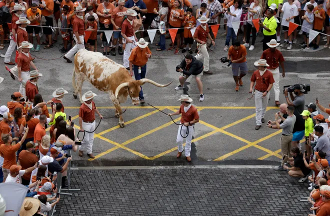 AUSTIN, TEXAS - SEPTEMBER 03: Bevo XV arrives at the stadium before the game against the Louisiana Monroe Warhawks at Darrell K Royal-Texas Memorial Stadium on September 03, 2022 in Austin, Texas. (Photo by Tim Warner/Getty Images)