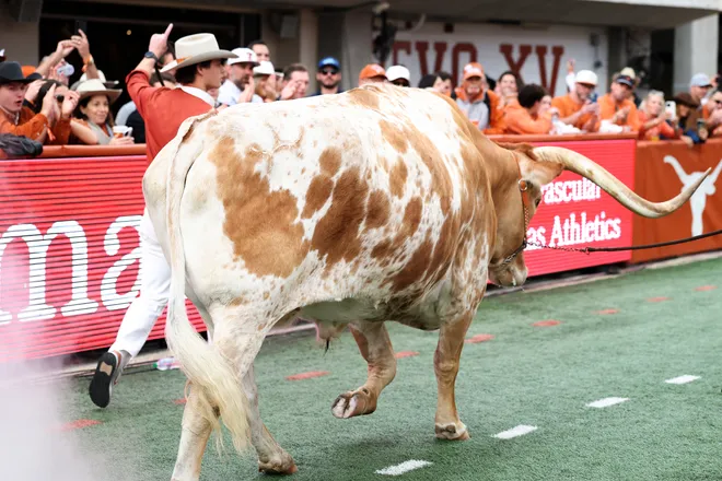 AUSTIN, TEXAS - NOVEMBER 01: Bevo of the Texas Longhorns walks out of the tunnel prior to the game against the Vanderbilt Commodores at Darrell K Royal-Texas Memorial Stadium on November 01, 2025 in Austin, Texas. (Photo by Kenneth Richmond/Getty Images)