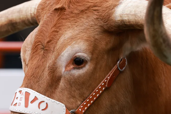 AUSTIN, TEXAS - NOVEMBER 01: Bevo of the Texas Longhorns is seen prior to the game against the Vanderbilt Commodores at Darrell K Royal-Texas Memorial Stadium on November 01, 2025 in Austin, Texas. (Photo by Kenneth Richmond/Getty Images)