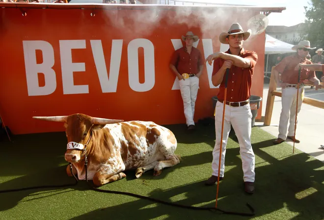 Sep 10, 2016; Austin, TX, USA; Texas Longhorns mascot Bevo XV on the sidelines before the game against the University of Texas at El Paso at Darrell K Royal-Texas Memorial Stadium. Mandatory Credit: Erich Schlegel-USA TODAY Sports