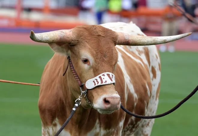 Apr 1, 2017; Austin, TX, USA; Texas Longhorns mascot Bevo reacts during the 90th Clyde Littlefield Texas Relays at Mike A. Myers Stadium. Mandatory Credit: Kirby Lee-USA TODAY Sports
