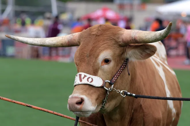 Apr 1, 2017; Austin, TX, USA; Texas Longhorns mascot Bevo reacts during the 90th Clyde Littlefield Texas Relays at Mike A. Myers Stadium. Mandatory Credit: Kirby Lee-USA TODAY Sports
