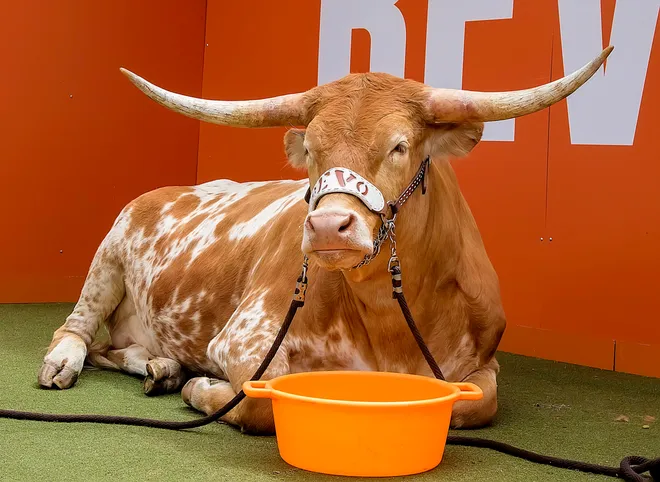 Apr 15, 2017; Austin, TX, USA; Texas Longorn mascot Bevo at rest during the Texas orange-white spring game at Darrell K Royal-Texas Memorial Stadium. Mandatory Credit: John Gutierrez-USA TODAY Sports
