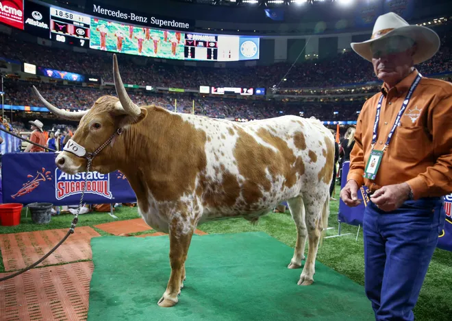 Jan 1, 2019; New Orleans, LA, USA; Bevo, the Texas Longhorns mascot, on the sidelines in the second half of the 2019 Sugar Bowl at the Mercedes-Benz Superdome. Mandatory Credit: Chuck Cook-USA TODAY Sports