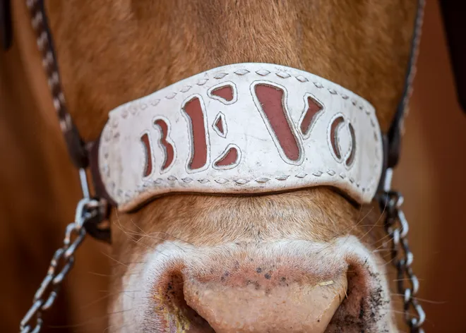 Oct 3, 2020; Austin, TX, USA; Texas Longhorns Bevo XV against the TCU Horned Frogs in a NCAA college football game at Darrell K Royal-Texas Memorial Stadium. Mandatory Credit: Ricardo B. Brazziell-USA TODAY Sports