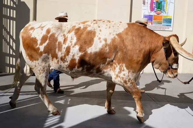 Oct 1, 2022; Austin, Texas, USA; Texas Longhorns live mascot Bevo enters Darrell K Royal-Texas Memorial Stadium before the game against the West Virginia Mountaineers. Mandatory Credit: Scott Wachter-USA TODAY Sports