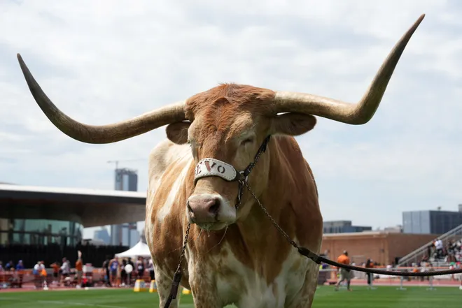 Apr 1, 2023; Austin, TX, USA; Texas Longhorns mascot Bevo XV at the 95th Clyde Littlefield Texas Relays at Mike A. Myers Stadium. Mandatory Credit: Kirby Lee-USA TODAY Sports