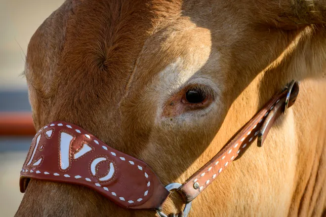 Oct 7, 2023; Dallas, Texas, USA; A view of the Texas Longhorns mascot Bevo before the game between the Texas Longhorns and the Oklahoma Sooners at the Cotton Bowl. Mandatory Credit: Jerome Miron-USA TODAY Sports