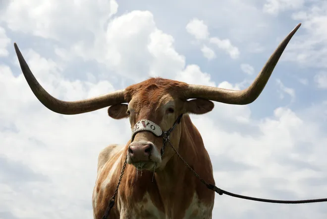 Apr 1, 2023; Austin, TX, USA; Texas Longhorns mascot Bevo XV at the 95th Clyde Littlefield Texas Relays at Mike A. Myers Stadium. Mandatory Credit: Kirby Lee-USA TODAY Sports