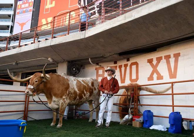 Bevo stands on the field before the Texas Tech game against Texas, Friday, Nov. 24, 2023, at Darrell K. Royal-Texas Memorial Stadium in Austin.