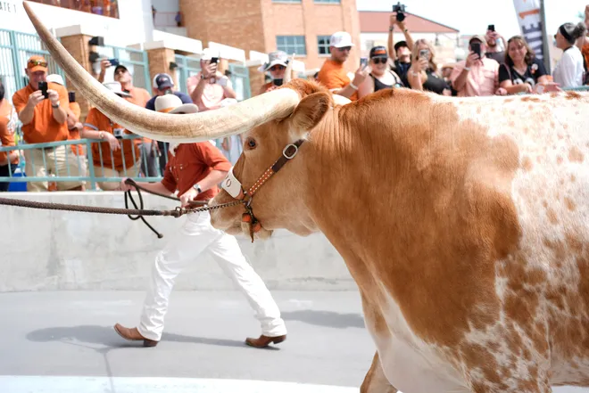 Sep 14, 2024; Austin, Texas, USA; Texas Longhorns live mascot Bevo enters Darrell K Royal-Texas Memorial Stadium before the game against Texas-San Antonio. Mandatory Credit: Scott Wachter-Imagn Images