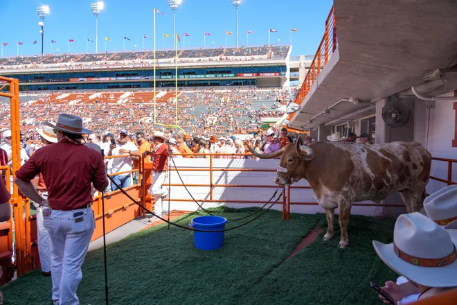 Sep 28, 2024; Austin, Texas, USA; Texas Longhorns mascot, Bevo XV, before the game against the Mississippi State Bulldogs at Darrell K Royal-Texas Memorial Stadium. Mandatory Credit: Daniel Dunn-Imagn Images