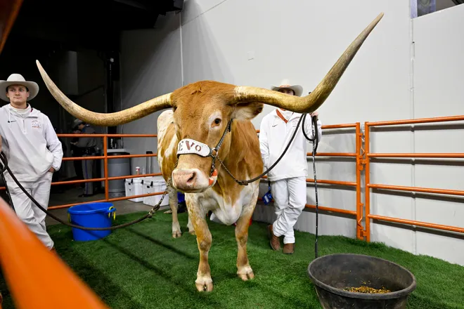 Dec 2, 2023; Arlington, TX, USA; A view Texas Longhorns mascot Bevo before the game between the Texas Longhorns and the Oklahoma State Cowboys at AT&T Stadium. Mandatory Credit: Jerome Miron-USA TODAY Sports