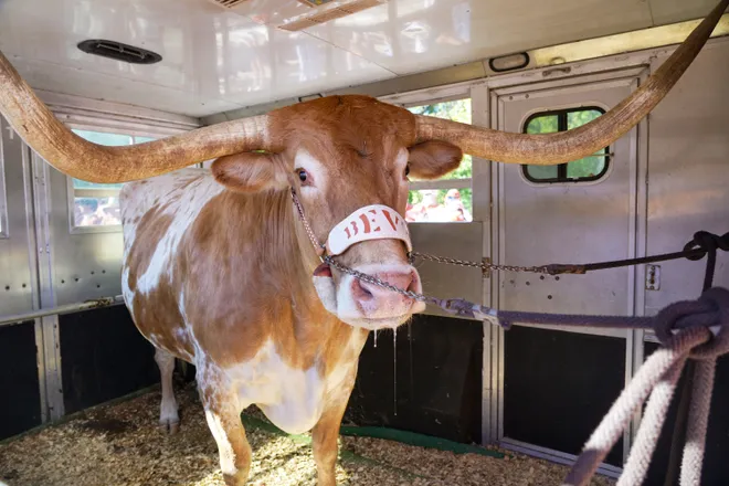 Nov 23, 2024; Austin, Texas, USA; Texas Longhorns mascot Bevo XV makes itÕs way into the Darrell K Royal Texas Memorial Stadium before a game between the Texas Longhorns and the Kentucky Wildcats. Mandatory Credit: Ricardo B. Brazziell/USA TODAY Network via Imagn Images