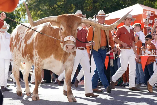 Nov 23, 2024; Austin, Texas, USA; Texas Longhorns live mascot Bevo enters Darrell K Royal-Texas Memorial Stadium during the Bevo Parade before a game against the Kentucky Wildcats. Mandatory Credit: Scott Wachter-Imagn Images