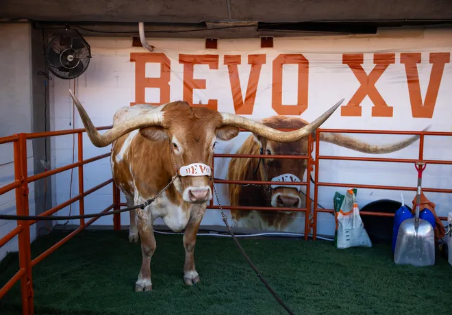 Dec 21, 2024; Austin, Texas, USA; Texas Longhorns live mascot steer Bevo XV during the CFP National playoff first round at Darrell K Royal-Texas Memorial Stadium. Mandatory Credit: Mark J. Rebilas-Imagn Images
