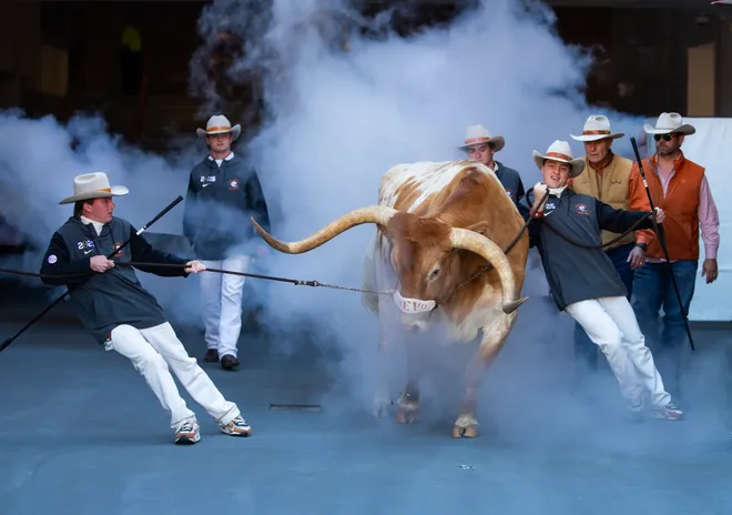 Dec 21, 2024; Austin, Texas, USA; Handlers move the Texas Longhorns live mascot steer Bevo XV during the CFP National playoff first round at Darrell K Royal-Texas Memorial Stadium. Mandatory Credit: Mark J. Rebilas-Imagn Images