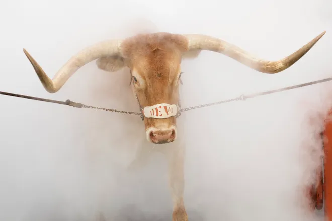 Sep 6, 2025; Austin, Texas, USA; Texas Longhorns live mascot Bevo enters the field before the game against the San Jose State Spartans at Darrell K Royal-Texas Memorial Stadium. Mandatory Credit: Scott Wachter-Imagn Images