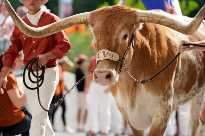 Sep 20, 2025; Austin, Texas, USA; Texas Longhorns live mascot Bevo during the Bevo Parade before a game against the Sam Houston State Bearkats at Darrell K Royal-Texas Memorial Stadium. Mandatory Credit: Scott Wachter-Imagn Images