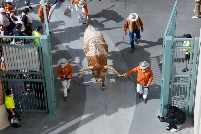 Nov 22, 2025; Austin, Texas, USA; Texas Longhorns live mascot Bevo enters Darrell K Royal-Texas Memorial Stadium before a game against the Arkansas Razorbacks. Mandatory Credit: Scott Wachter-Imagn Images