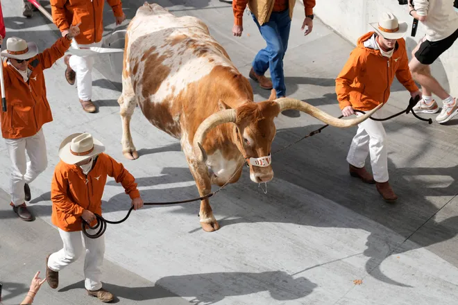 Nov 22, 2025; Austin, Texas, USA; Texas Longhorns live mascot Bevo enters Darrell K Royal-Texas Memorial Stadium before a game against the Arkansas Razorbacks. Mandatory Credit: Scott Wachter-Imagn Images