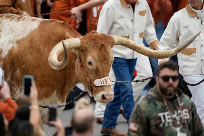 Nov 28, 2025; Austin, Texas, USA; Texas Longhorns live mascot Bevo enters Darrell K Royal-Texas Memorial Stadium before a game against the Texas A&M Aggies. Mandatory Credit: Scott Wachter-Imagn Images