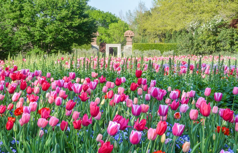 The Dallas Arboretum's popular Dallas Blooms festival runs through April 12.