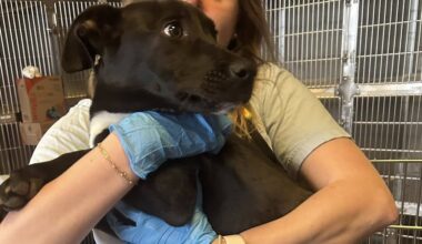 Lubbock Animal Services seeking medical foster for injured puppy