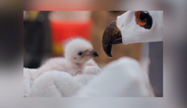 First African Fish Eagle Chick Hatches At Fort Worth Zoo