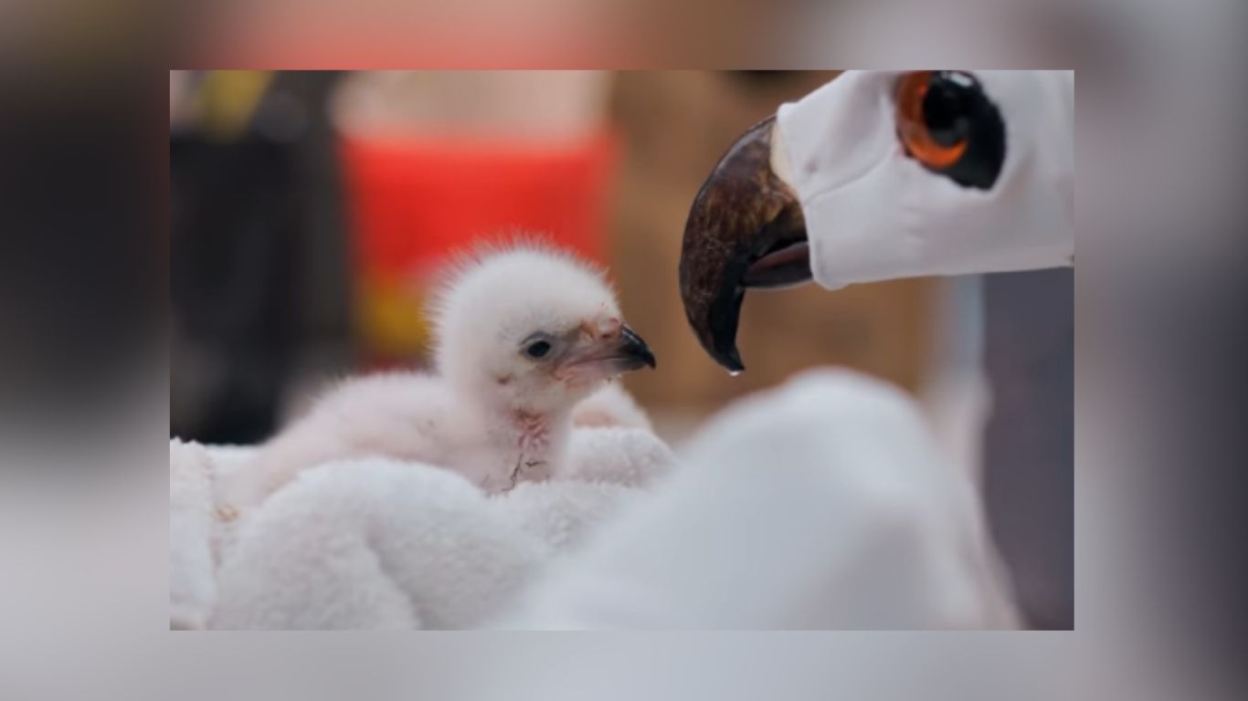 First African Fish Eagle Chick Hatches At Fort Worth Zoo