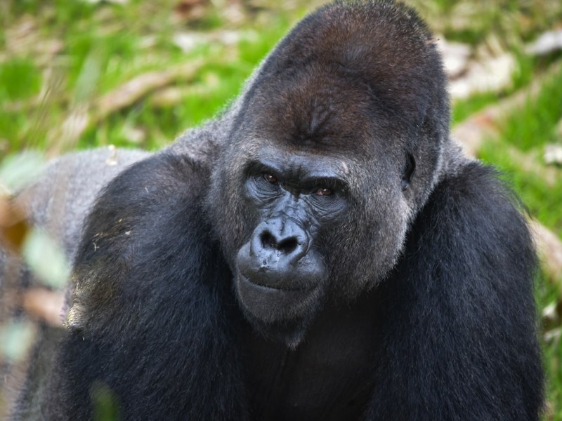 More than 30,000 attend San Antonio Zoo’s Congo Falls grand opening weekend