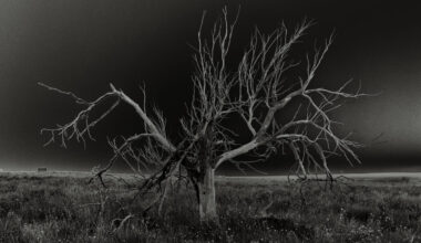 What the Trees Remember — Osamu James Nakagawa's Haunting Images Examine Japanese American Incarceration at FotoFest