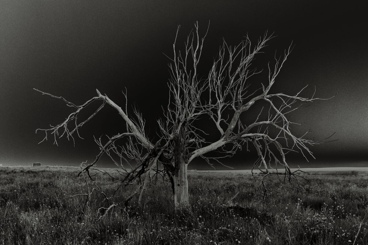 What the Trees Remember — Osamu James Nakagawa's Haunting Images Examine Japanese American Incarceration at FotoFest
