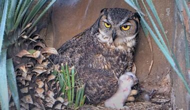 Athena the owl with her owlets in their nest at the Lady Bird Johnson Wildflower Center in Austin, Texas, on Monday, April 14, 2025. (Credit: Lady Bird Johnson Wildflower Center)