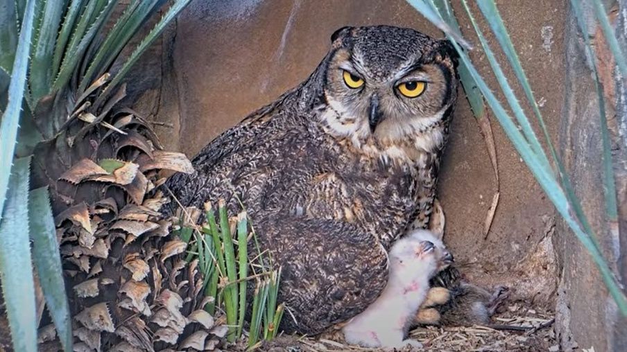 Athena the owl with her owlets in their nest at the Lady Bird Johnson Wildflower Center in Austin, Texas, on Monday, April 14, 2025. (Credit: Lady Bird Johnson Wildflower Center)