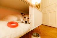 jack russell  dog relaxing  or daydreaming in pet bed in bedroom , thinking about life