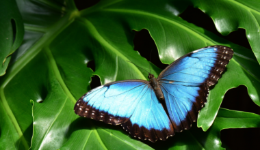 A Blue Murpho butterfly rests on a leaf