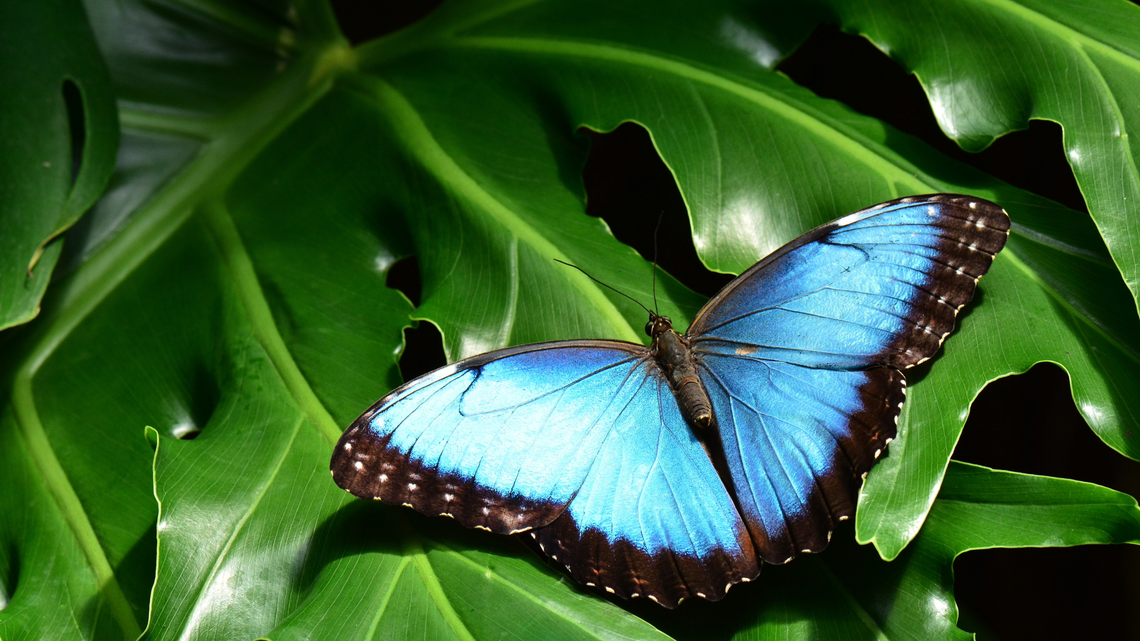 A Blue Murpho butterfly rests on a leaf