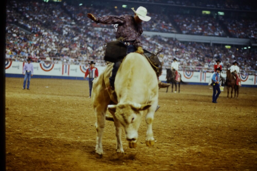 Bodacious the bull, during a 1994 rodeo.