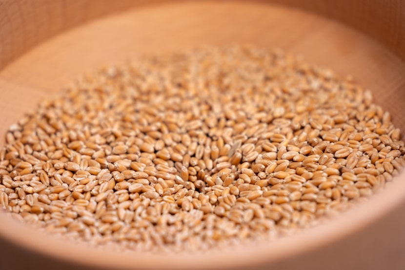 Mediterranean wheat (pitured) will get ground into flour at The Bread Club in Dallas. Then,...