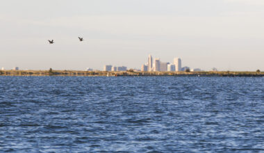 A pair of birds fly above a choppy bay of blue water, with a city seen in the distance.