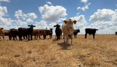 Cows on a ranch in Texas. (Spectrum News 1/Lily Celeste)