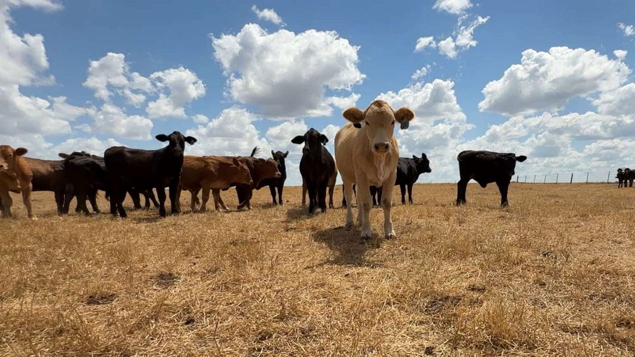 Cows on a ranch in Texas. (Spectrum News 1/Lily Celeste)